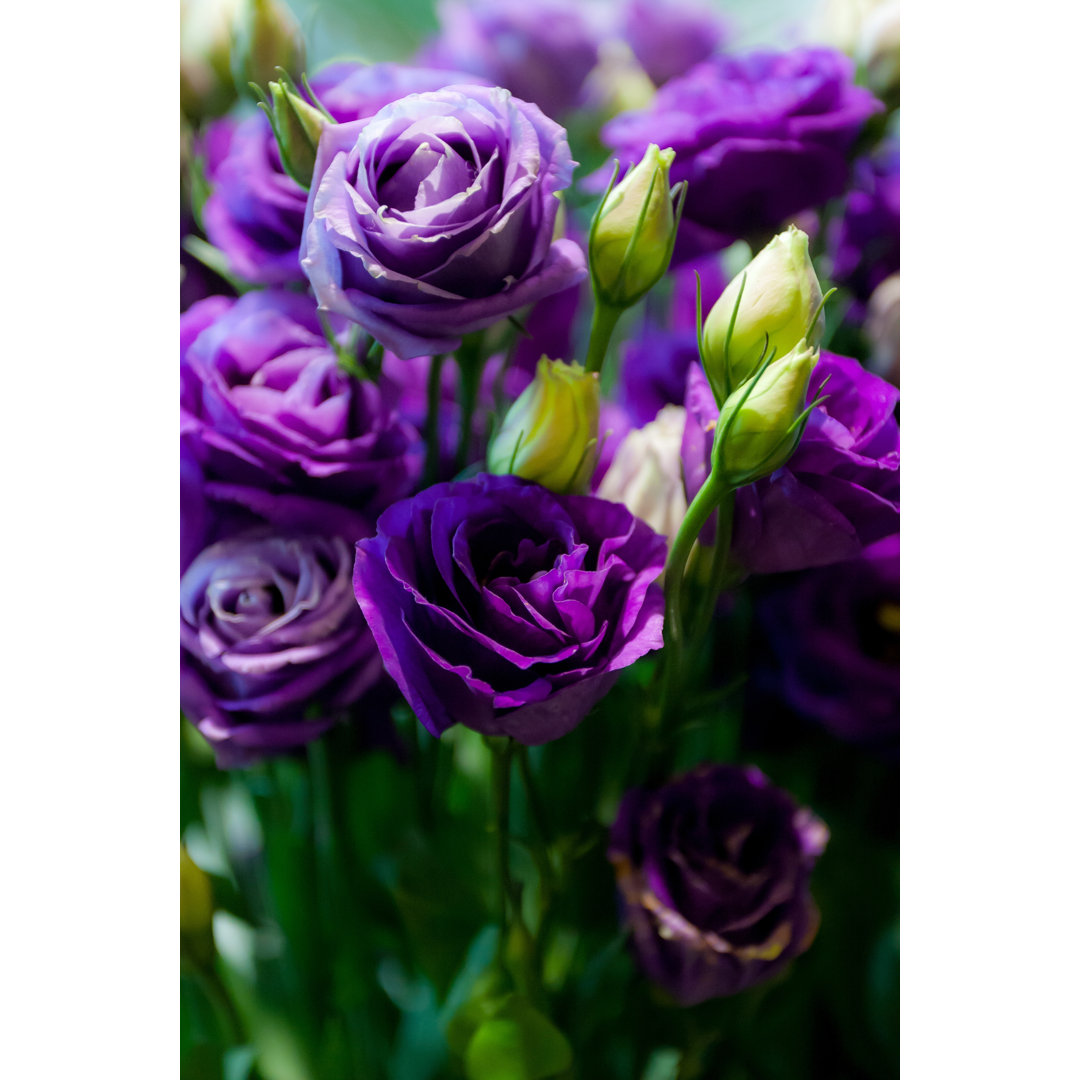 Leinwandbild Viele Purple Rose von Samathi