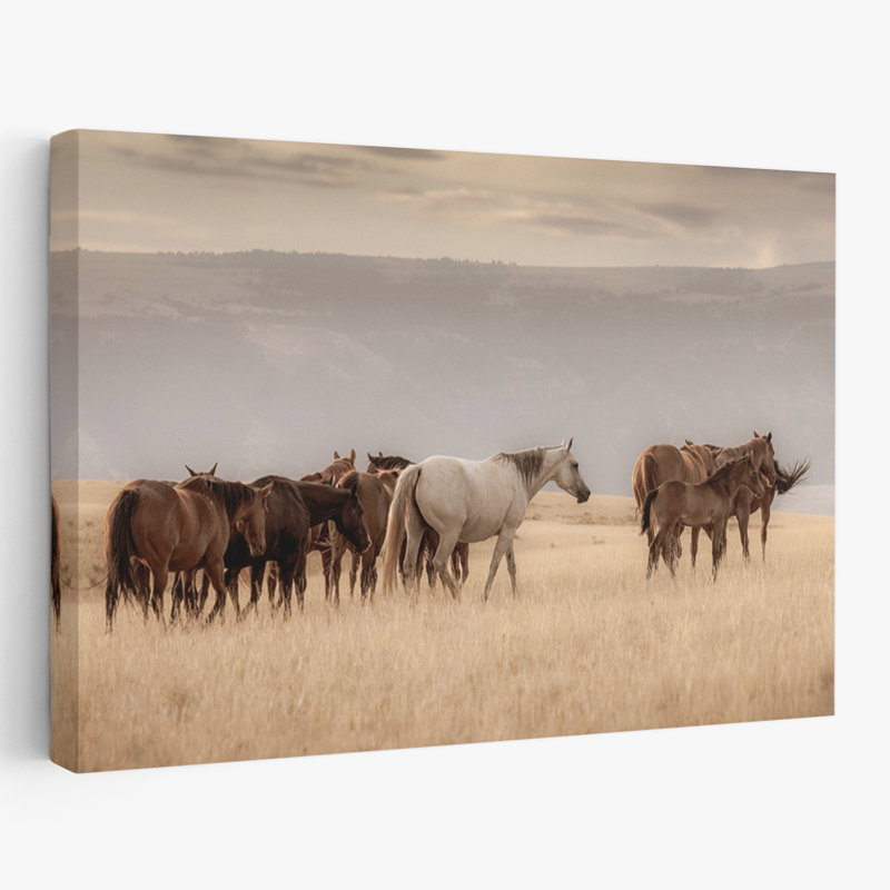 Montana Mares no. 3 - Photographie, animaux, faune, chevaux, art, H 40 po x l 60 po