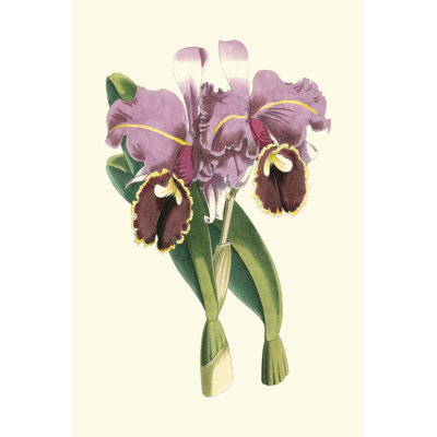Magnificent Orchid II by Vision Studio - Wrapped Canvas Art Prints