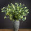 Anastasija Arrangement