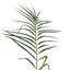 Palmier artificiel en pot Phoenix-864678997