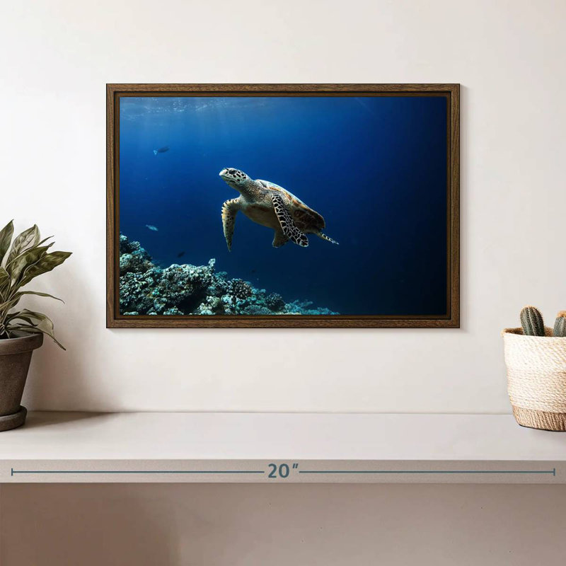 Tortue aventure, 13 po x 9 po, Cadre flottant noyer