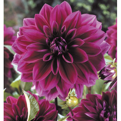 Van Zyverden Dahlias Thomas Edison Set of 5 Bulbs
