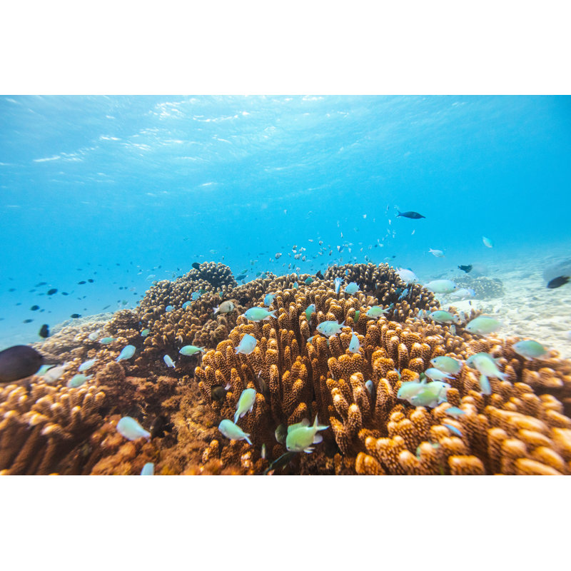 Poisson tropical par Philip Thurston, H 32 po x l 48 po