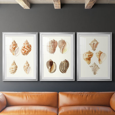 Lamarck Shells IV - reproduction encadrée sur mesure de qualité supérieure mate - 3 pièces