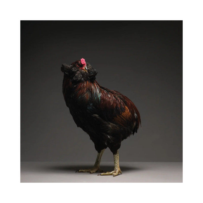 Araucana - Wrapped Canvas Print, 30.48 cm H x 30.48 cm W