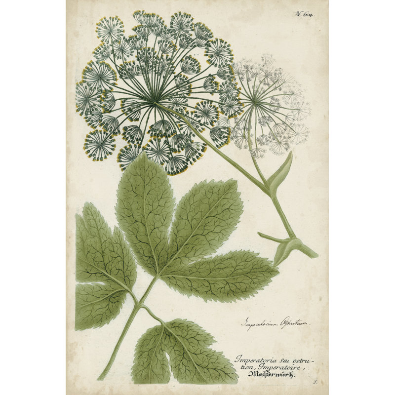 Queen Anne's Lace by Weinmann - Painting, 46 cm H x 30 cm W, Wrapped Canvas