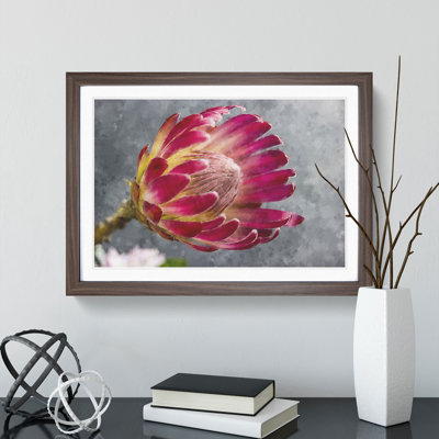 Pink Protea Flower - Framed Print