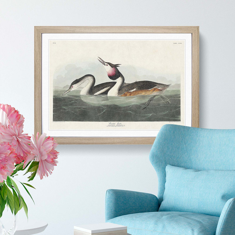 Crested Grebe by John James Audubon - Picture Frame Painting Print, Oak Framed, 36cm H x 48cm W x 2cm D