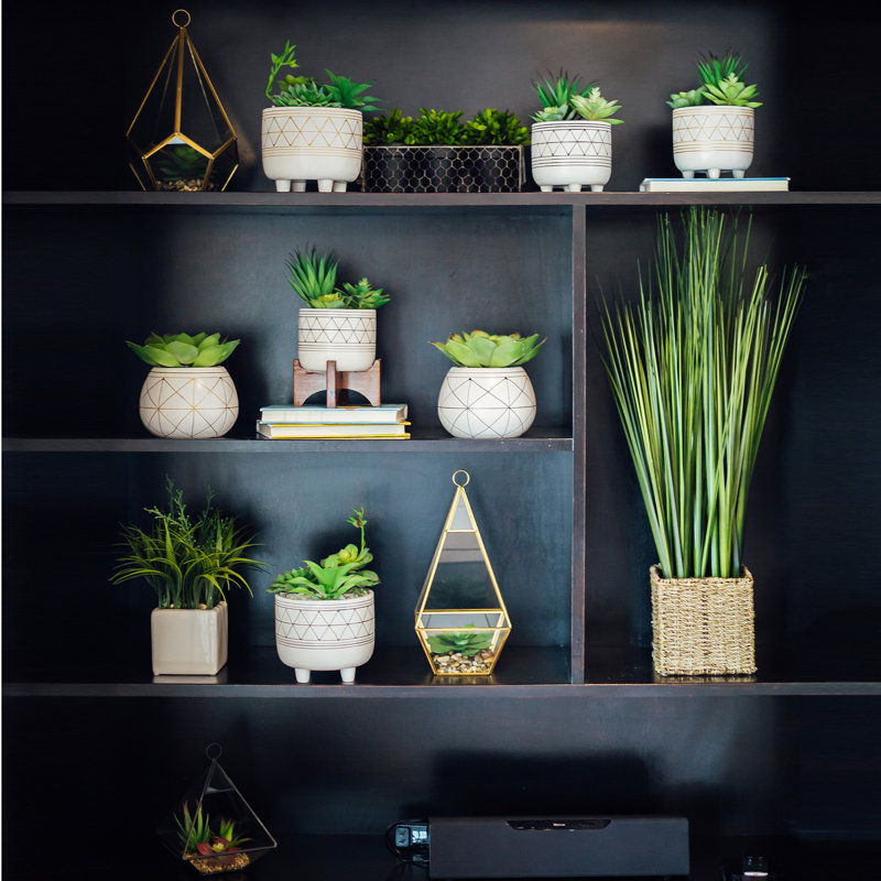 Cactus succulent en pot, Blanc / noir