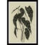 Begonia Print by Susan Hable