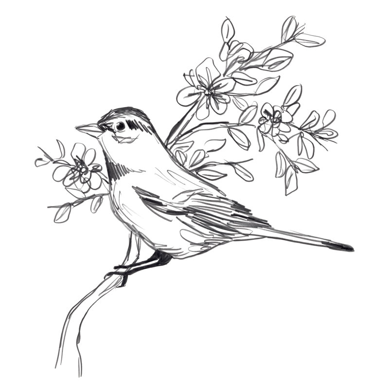 Simple Songbird Sketches III by June Erica Vess - Wrapped Canvas Print, 91cm H x 91cm W x 3.8cm D