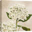 Hydrangeas II (Neutre) by Remy Dellal - Wrapped Canvas Print-424256770