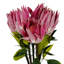 Plastic, Silk Artificial Arrangement-106401562