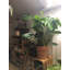 4 Pair Stackable Solid Wood Shoe Rack-2130389482