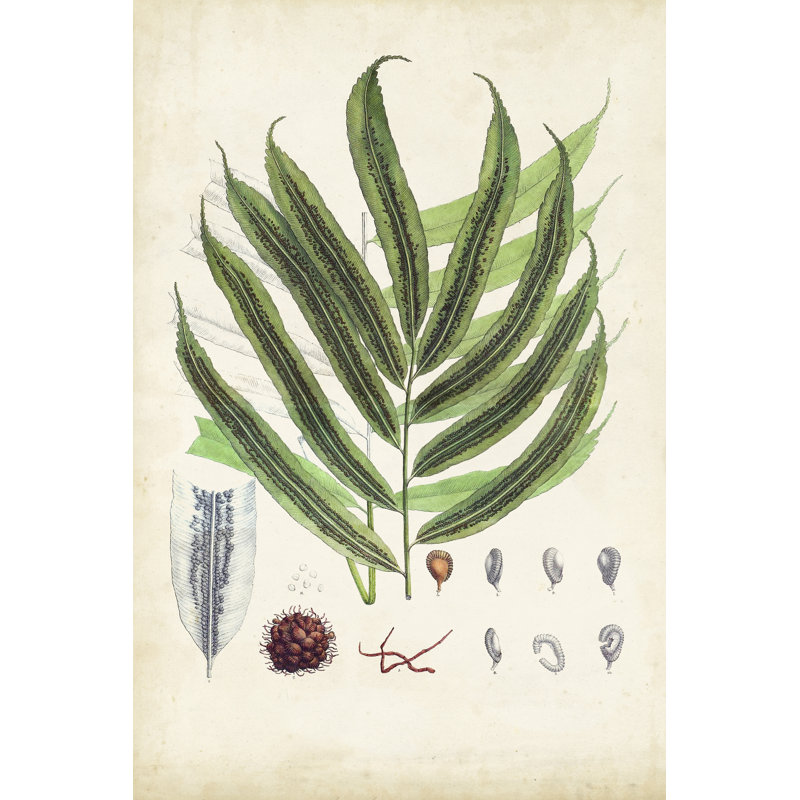 Collected Ferns III - Wrapped Canvas Painting, 30cm H x 20cm W