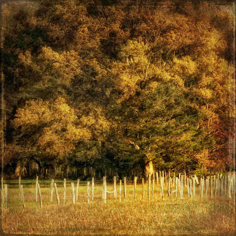 " Fence Row " by Danny Head