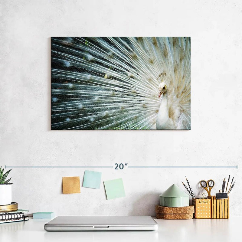 Icy White Peacock, 8" H x 12" W