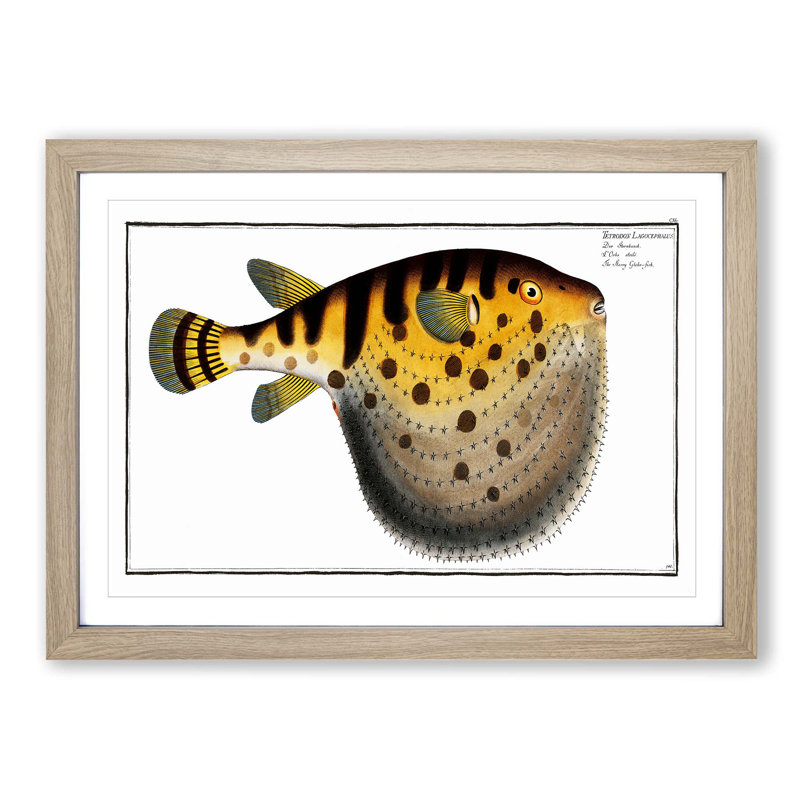 Pufferfish by M.E. Bloch - Framed Print, 48cm H x 65cm W x 2cm D, Oak Framed