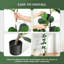 2.5cm Plant