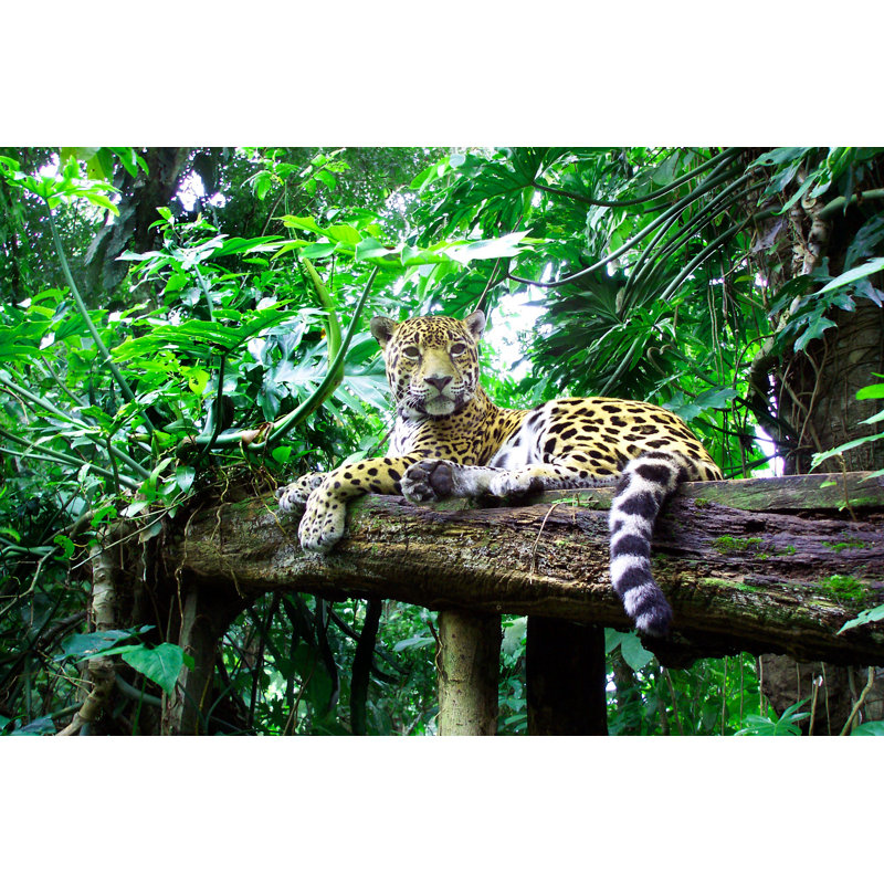 Jaguar (Panthera Onca) - photographie sur toile tendue, H 20 po x l 30 po
