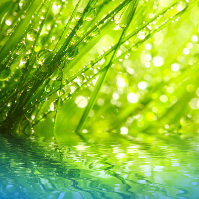 Dewy Grass In The Sunlight - Wrapped Canvas Print