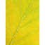 Autumn Leaf by Philippe Monthoux-65800379-132454808