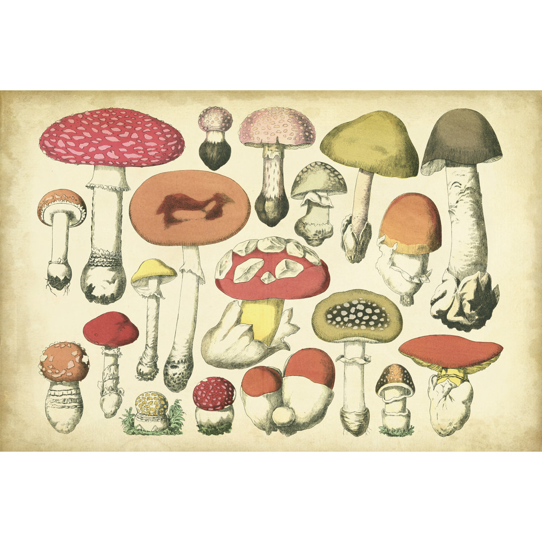 Leinwandbild Vintage Mushroom Chart von Vision Studio