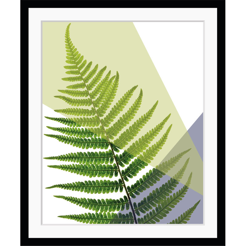 Ferns - Single Picture Frame Print, 60 cm H x 50 cm W x 5 cm D