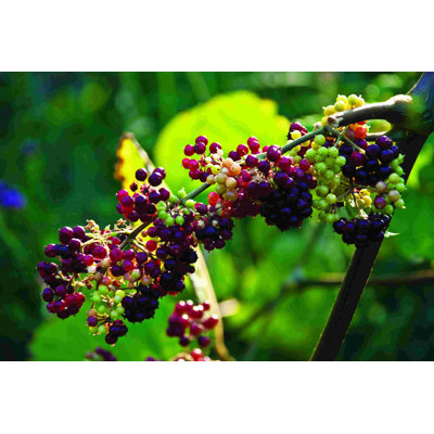 " Grapes On The Vine "