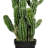 31'' Faux Succulent in Pot