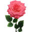 Tige de rose ouverte 20 po - paquet de 6