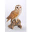 Statue hibou on branch
