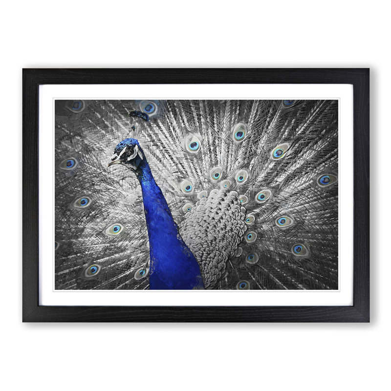 Peacock with Its Feathers Spread - Picture Frame Graphic Art Print on MDF, 36cm H x 48cm W x 2cm D, Black Framed