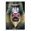 Mandrill 2 pi par SD Smart, art mural en verre acrylique-791843688