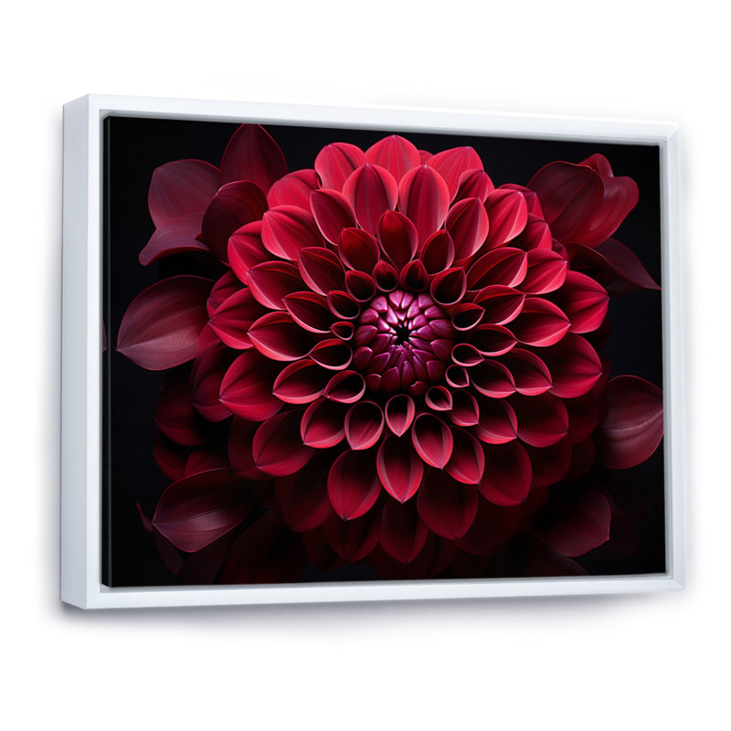 Majestic red dahlia - imprimé, Cadre flottant blanc, H 30 po x l 40 po x P 1,5 po