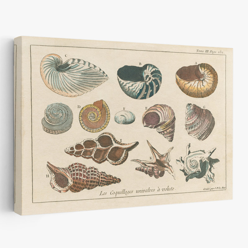 Gravures de coquillages traditionnelles et rétro I, H 24 po x l 16 po