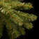 National Tree Company Dunhill Fir Tree with Dual Color LED Lights and PowerConnect