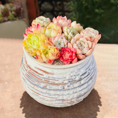 Succulents Plants Live,elegant  Porcelain Succulent Kaleidoscope - Creative Cut Flower Gift