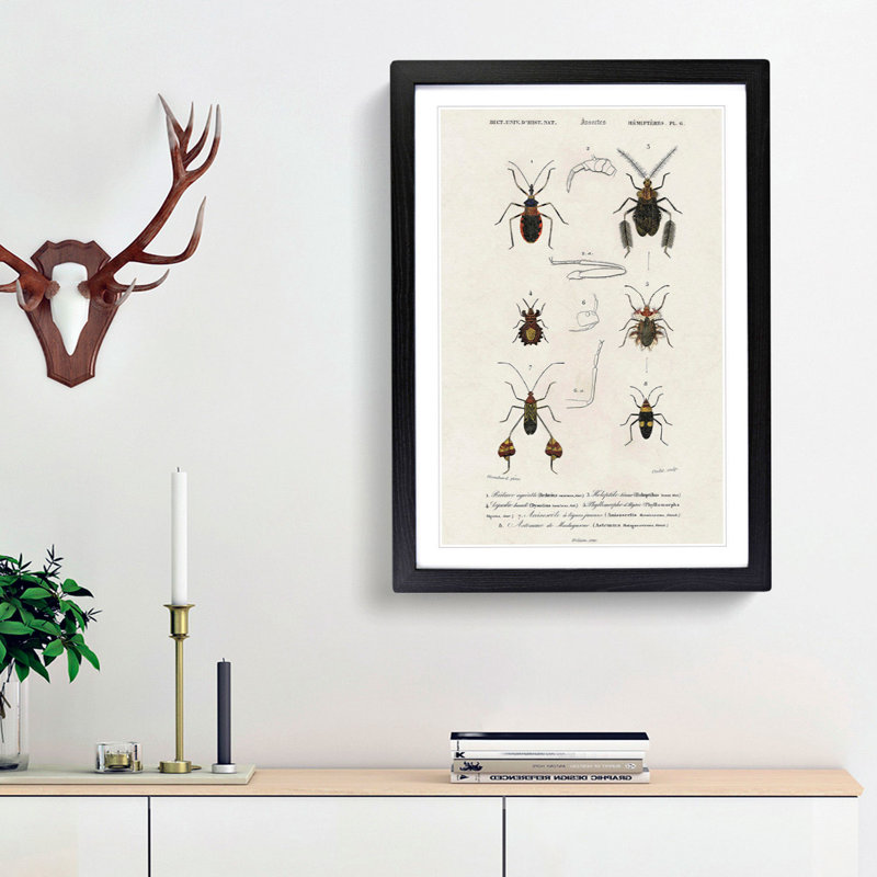 Insect Illustrations PL.6 by Charles d'Orbigny - Picture Frame Painting Print, 65cm H x 48cm W x 2cm D, Black Framed