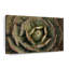 «Wooden Succulents», reproduction sur toile-504915366