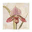  Art mural sur toile Cheri Blum Orchid III-101100956