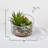 4'' Faux Succulent Plant in Glass Vase