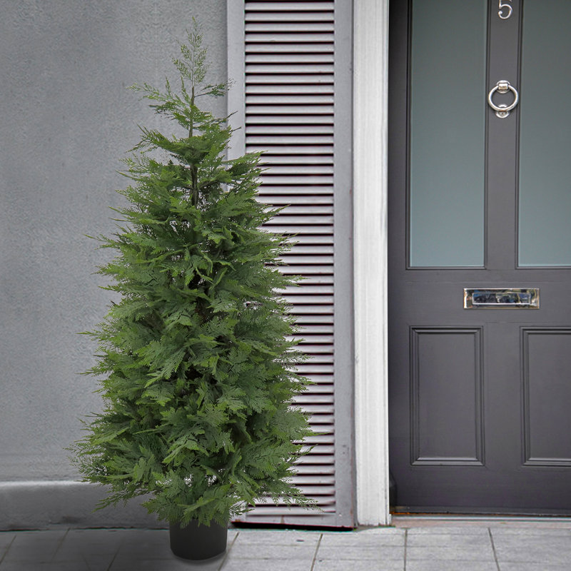 The Holiday Aisle® 5 ft. Cypress Tree in Nursery Pot