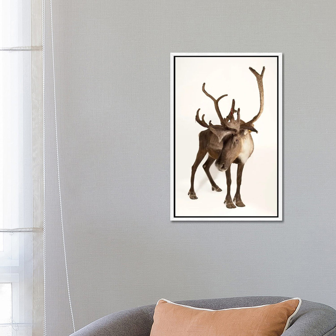 A Federally Endangered Woodland Caribou At New York State Zoo II von Joel Sartore - Gallery-Wrapped Canvas Giclée