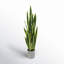 Artificial Sansevieria Snake Plant in Pot-1454465283