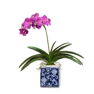 Vanda Orchid In A Square Pot