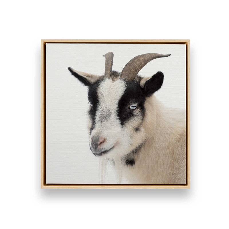 "Pippa the Goat IV" par Deborah Revell, reproduction d'art sur toile, H 20 po x l 20 po, Cadre flottant, Érable