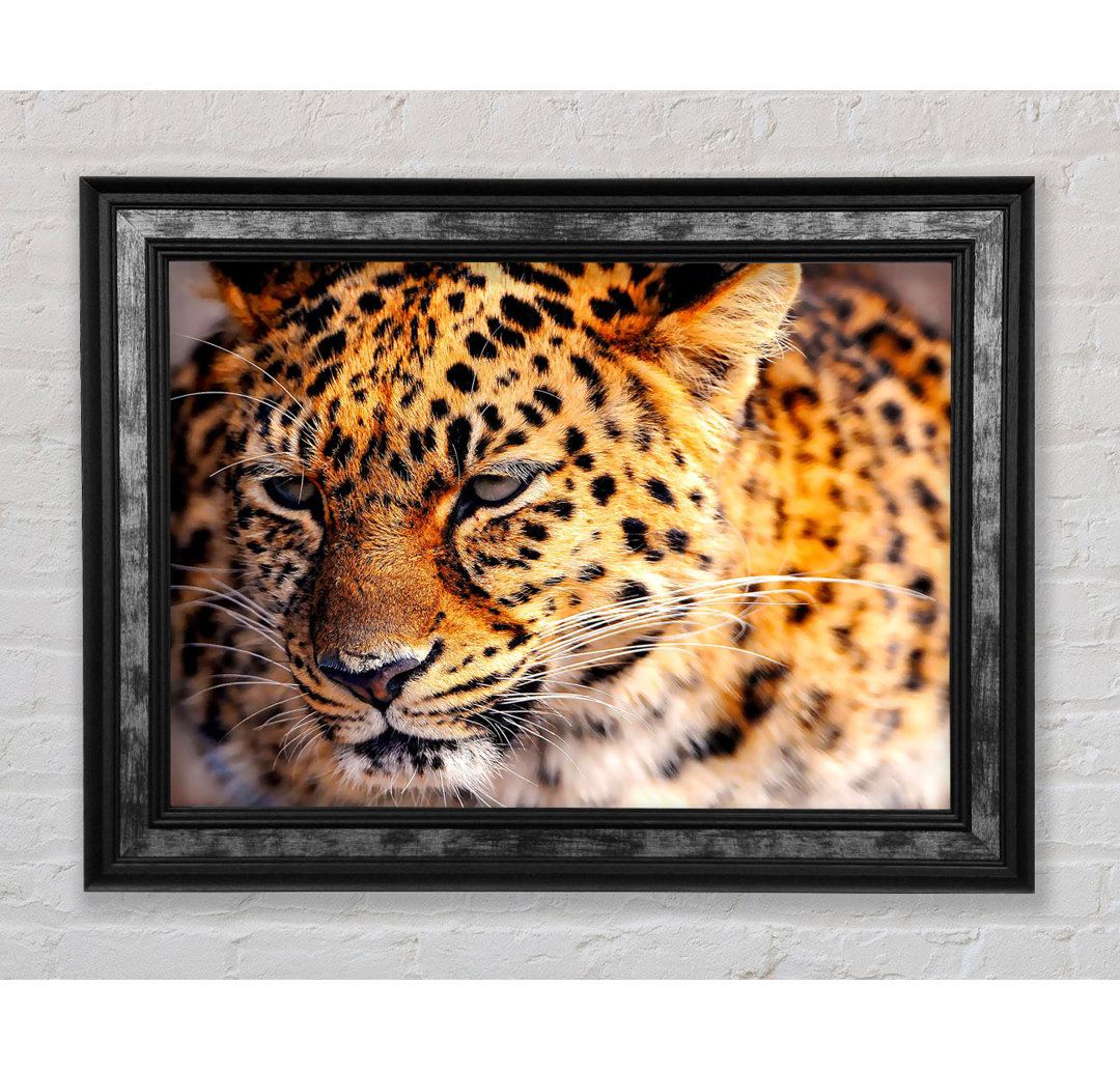 Leopard Close Up - Druck