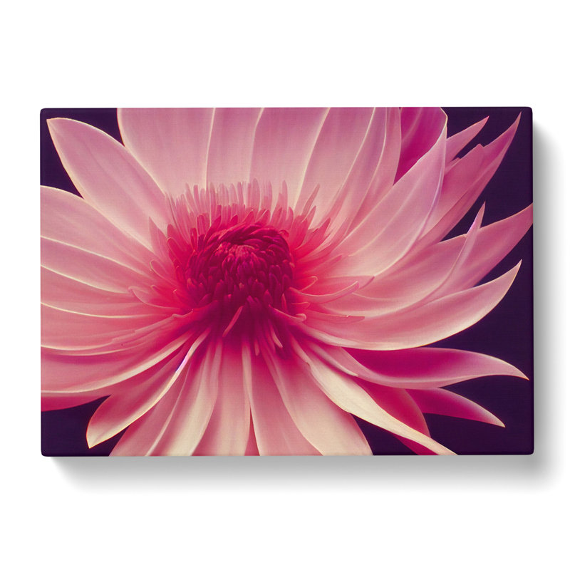 Cute Chrysanthemum Flower Vol.1 - Wrapped Canvas, 50cm H x 76cm W x 3cm D